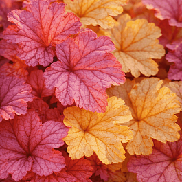 Гейхера Vienna