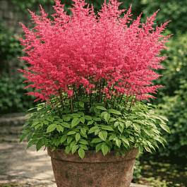 Астильба Арендса Granat