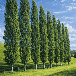 Тополь пирамидальный