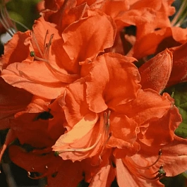 Азалия крупноцветковая Mandarin Lights