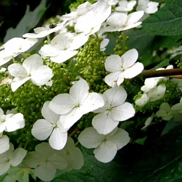 Гортензия древовидная Radiata