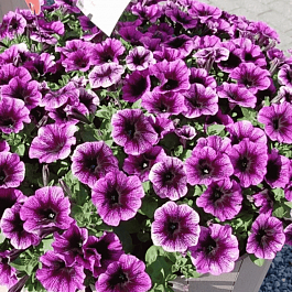 Петуния (сурфиния) Go! Tunia Purple eye