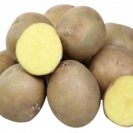 Картофель семенной Великан