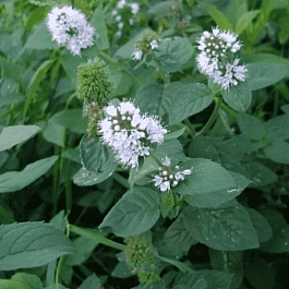 Мята болотная