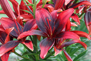 Лилия азиатская Танго Олина