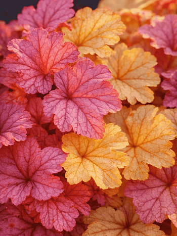 Гейхера Vienna