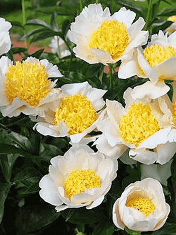 Пион Moon of Nippon