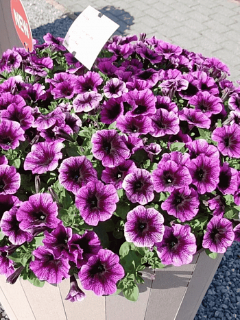 Петуния (сурфиния) Go! Tunia Purple eye