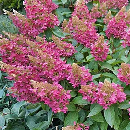 Гортензия метельчатая Baby Lace