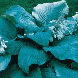 Хоста Blue Mammoth