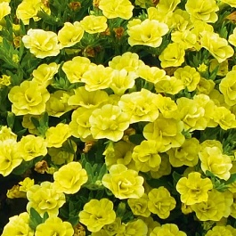 Калибрахоа Calita Double Yellow