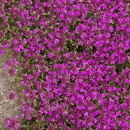 Тимьян ранний Creeping Red