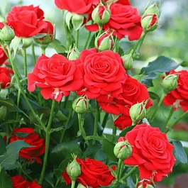 Роза спрей Mirabel