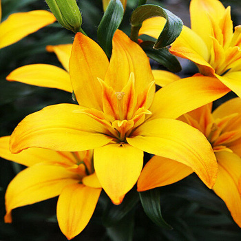 Лилия азиатская махровая Голд Твин НАБОР 2ШТ (2+2)