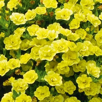 Калибрахоа Calita Double Yellow