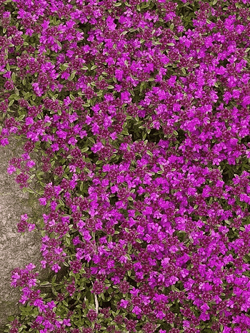 Тимьян ранний Creeping Red