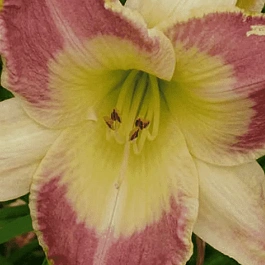 Лилейник Lotus Position