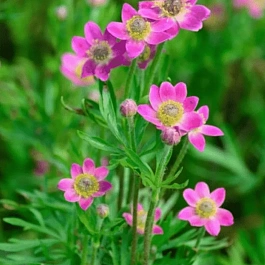 Анемона многонадрезанная Anabella Deep Rose