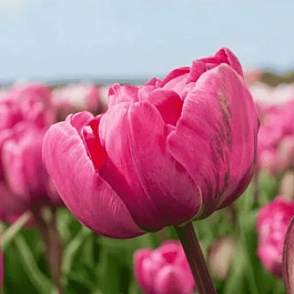 Тюльпан Rosy Diamond