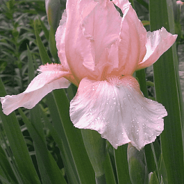 Ирис германский Lena M