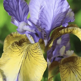Ирис сибирский So van Gogh