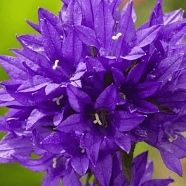 Колокольчик скученный Acaulis Blue