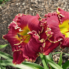 Лилейник Excellent