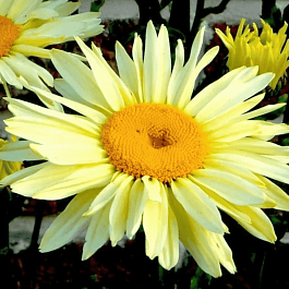 Нивяник наибольший Broadway Lights