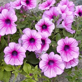 Петуния Surfinia Pink Vein