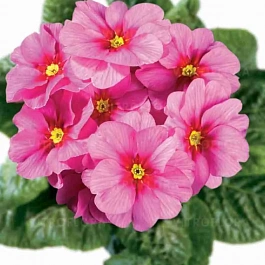 Примула Hethor Springsun Pink