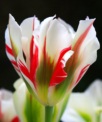 Тюльпан зеленоцветный Флеминг Спрингрин