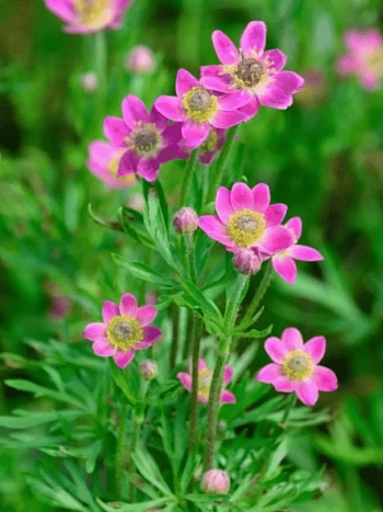 Анемона многонадрезанная Anabella Deep Rose