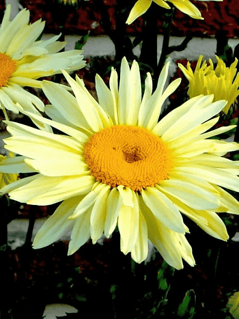 Нивяник наибольший Broadway Lights