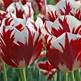 Тюльпан Grand perfection
