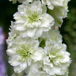 Дельфиниум высокий Хайлендер Морнинг Санрайз