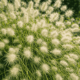 Пеннисетум лисохвостый  Compressum