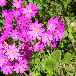 Примула кортузовидная