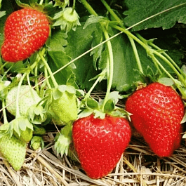 Земляника садовая Ароза