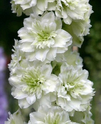 Дельфиниум высокий Хайлендер Морнинг Санрайз