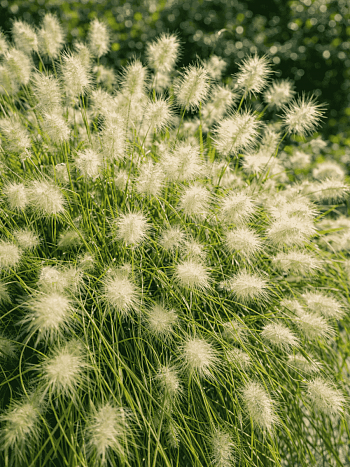 Пеннисетум лисохвостый  Compressum