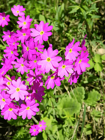 Примула кортузовидная