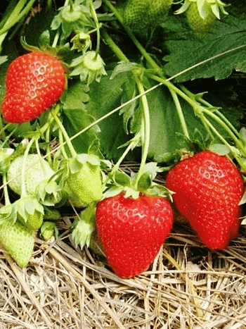 Земляника садовая Ароза