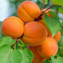 Абрикос обыкновенный Профессор Скворцов