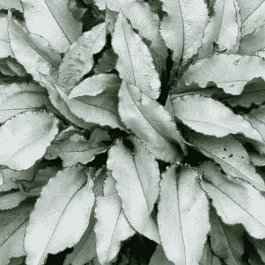 Медуница гибридная Majeste