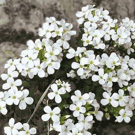 Арабис кавказский Aubris White