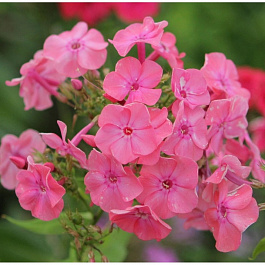 Флокс метельчатый Клементина