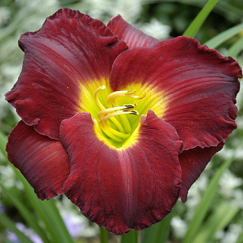 Лилейник гибридный Вудсайд Рапсоди