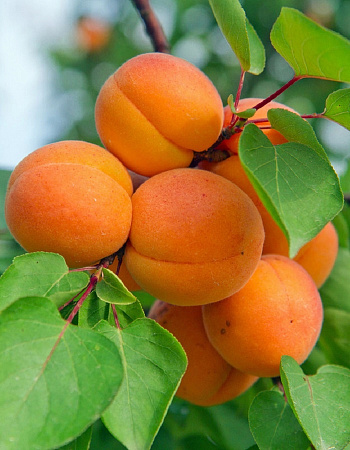 Абрикос обыкновенный Профессор Скворцов