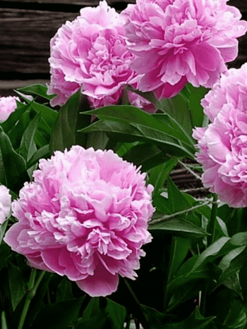 Пион Молочноцветковый Amabilis