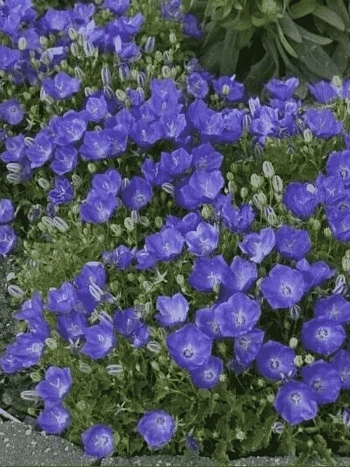 Колокольчик  карпатский Pearl Deep Blue